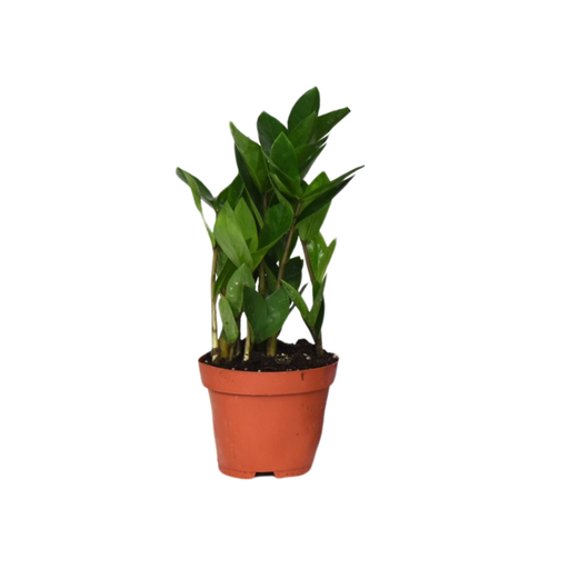 "Zamioculcas 35 - Ø12cm - ↕30cm image"