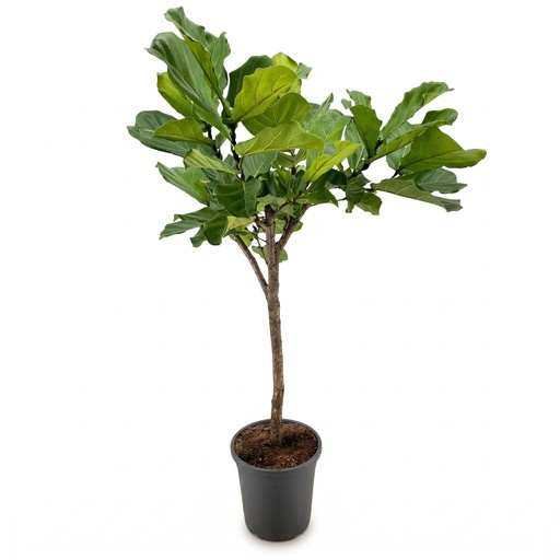 "Ficus Lyrata tree - 180cm - ⌀30 image"