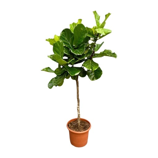 "Ficus Lyrata tree XXL - 200 cm - ø40 image"