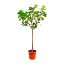 Ficus Lyrata tree XXXL - 270cm - ø45