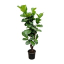 Ficus Lyrata branched - 150cm - ⌀30-32