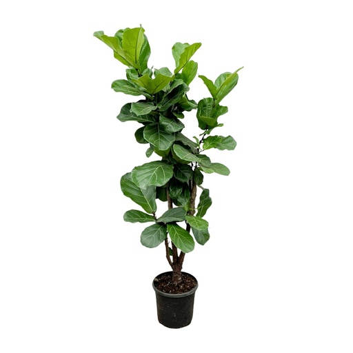 "Ficus Lyrata branched - 150cm - ⌀30-32 image"