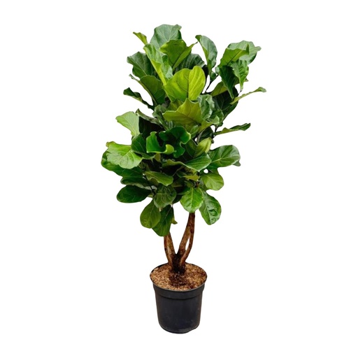 "Ficus Lyrata branched XL - 170cm - ø34 image"