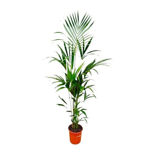 "Kentia-Palme (Tracheophyta) – pflegeleichte Zimmerpflanze, Höhe ca. 180 cm image"