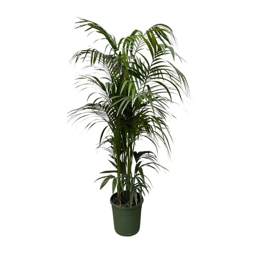 "Kentia-Palme (Tracheophyta) – pflegeleichte Zimmerpflanze, Höhe ca. 220 cm image"