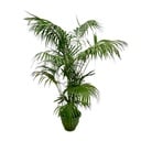 Kentia Palm XXL - 275cm - ø32-40cm