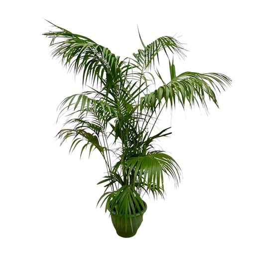 "Kentia-Palme (Tracheophyta) – pflegeleichte Zimmerpflanze, Höhe ca. 275 cm image"