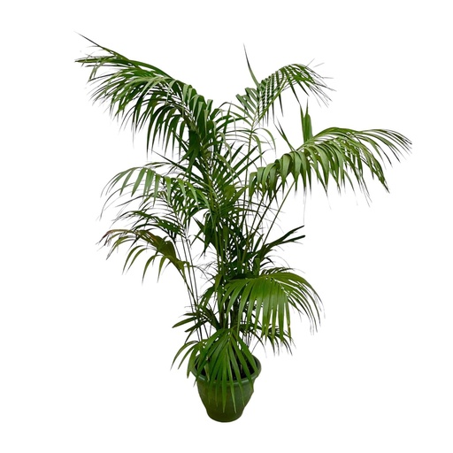 "Kentia-Palme (Tracheophyta) – pflegeleichte Zimmerpflanze, Höhe ca. 275 cm image"