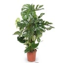 Monstera Deliciosa XXL - 140cm - ⌀24
