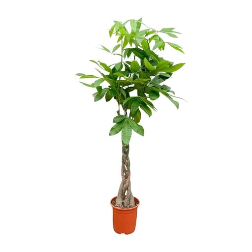 "Pachira Aquatica - 100cm - ø21cm image"