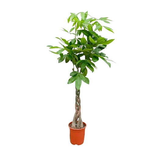 "Pachira Aquatica - 100cm - ø21cm image"