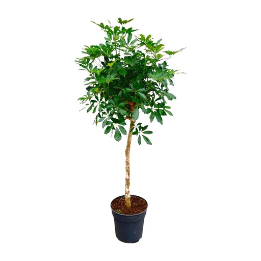"Schefflera on stem - 180 cm - ø30 image"