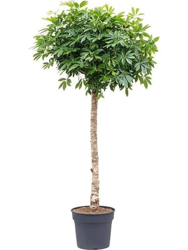 "Strahlenaralie (Schefflera arboricola) – pflegeleichte Zimmerpflanze, Höhe ca. 200 cm image"