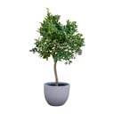 Orange tree - 200 cm - ø35