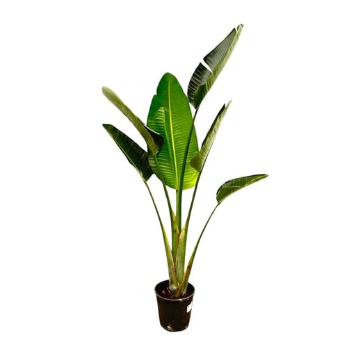 "Weiße Paradiesvogelblume (Strelitzia augusta) – pflegeleichte Zimmerpflanze, Höhe ca. 180 cm image"