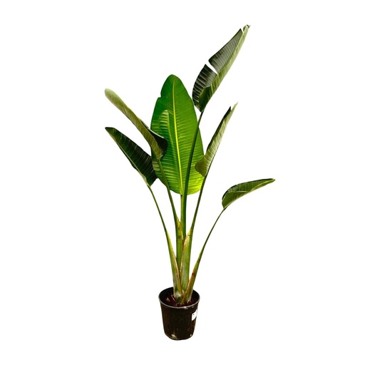 "Weiße Paradiesvogelblume (Strelitzia augusta) – pflegeleichte Zimmerpflanze, Höhe ca. 180 cm image"