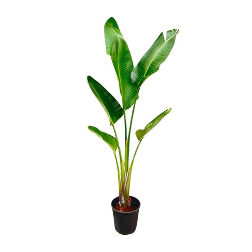 "Weiße Paradiesvogelblume (Strelitzia augusta) – pflegeleichte Zimmerpflanze, Höhe ca. 220 cm image"