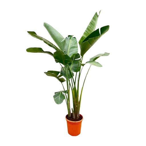 "Strelitzia Augusta de luxe XXL - 250cm - ø38 image"