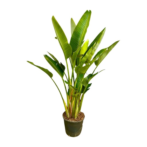 "Strelitzia Augusta multi stem XXL - 225cm - ø32 image"