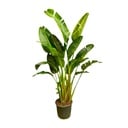 Strelitzia Augusta multi stem XXL - 250 cm - ø50