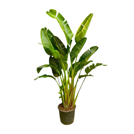 "Strelitzia Augusta multi stem XXL - 250 cm - ø50 image"