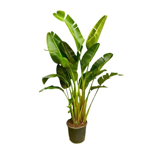 "Strelitzia Augusta multi stem XXL - 250 cm - ø50 image"