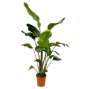Strelitzia Nicolai - 170 cm - ⌀24