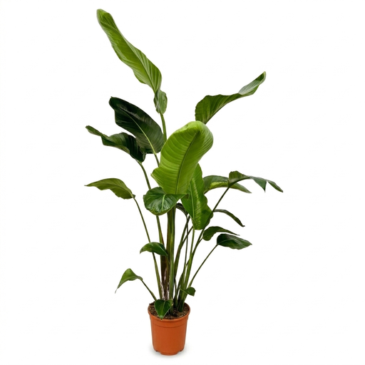"Strelitzia Nicolai - 170 cm - ⌀24 image"