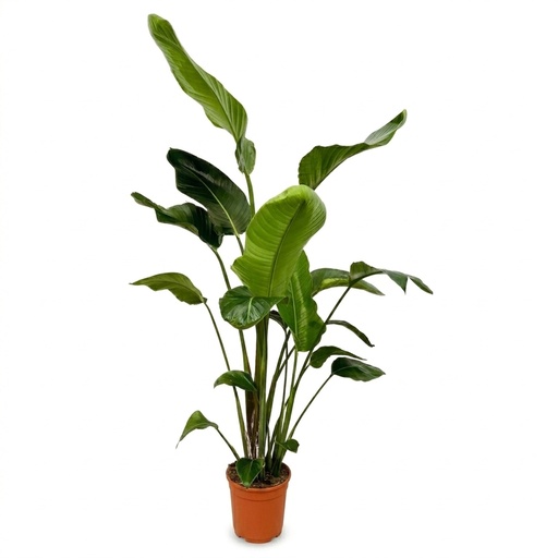 "Baumstrelitzie 'Nicolai' (Strelitzia nicolai) – pflegeleichte Zimmerpflanze, Höhe ca. 170 cm image"
