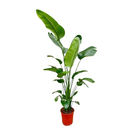 "Strelitzia Nicolai - 180-200 cm - ø 24-27 image"