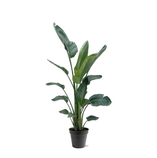 "Strelitzia Nicolai XXL - 190 - 225 cm - ø34-45 image"