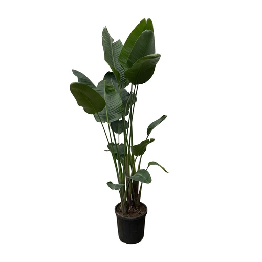 "Baumstrelitzie 'Nicolai' (Strelitzia nicolai) – pflegeleichte Zimmerpflanze, Höhe ca. 250 cm image"