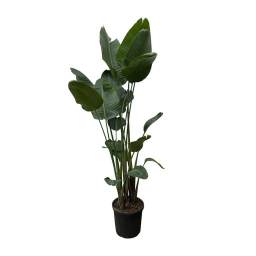 "Baumstrelitzie 'Nicolai' (Strelitzia nicolai) – pflegeleichte Zimmerpflanze, Höhe ca. 250 cm image"