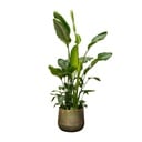 Strelitzia Nicolai de luxe XXL - 250 cm - ø40