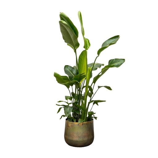 "Baumstrelitzie 'De luxe' (Strelitzia nicolai) – pflegeleichte Zimmerpflanze, Topf-Ø 40 cm, Höhe ca. 250 cm image"
