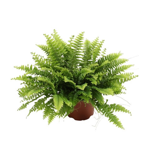 "Nephrolepis Boston Green Moment - Ø12cm - ↕20cm image"