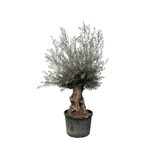 "Olea Europaea Bonsai - 270cm- Ø80 image"