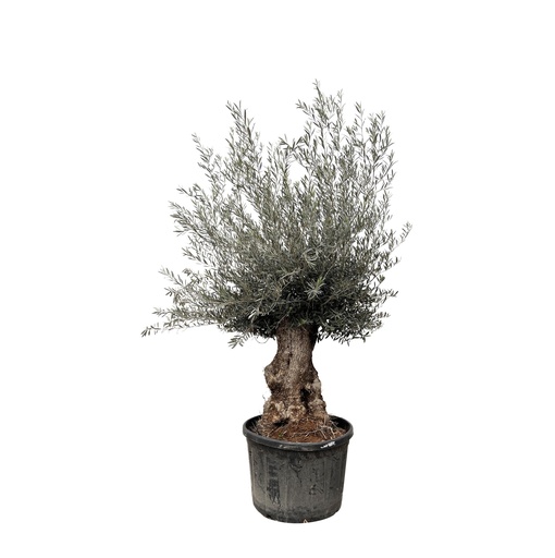 "Olivenbaum 'Bonsai' (Olea europaea) – pflegeleichte Zimmerpflanze, Topf-Ø 80 cm image"