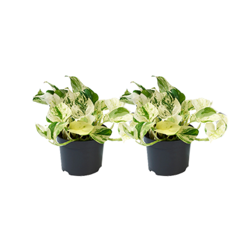 "Epipremnum Happy Leaf - 2 Stücke - Ø12cm - Ø12 image"