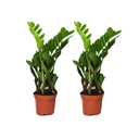 Zamioculcas Zamiifolia - 2 Stück - ø12cm - ↕40cm