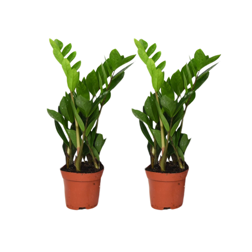 "Glücksfeder 2er-Set (Zamioculcas zamiifolia) – pflegeleichte Zimmerpflanze, Topf-Ø 12 cm, Höhe ca. 40 cm image"