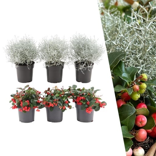 "Winterwunderland Mix Set - 3 x Gaultheria + 3x Calocephalus - Ø 10 cm ↨ 15 cm image"