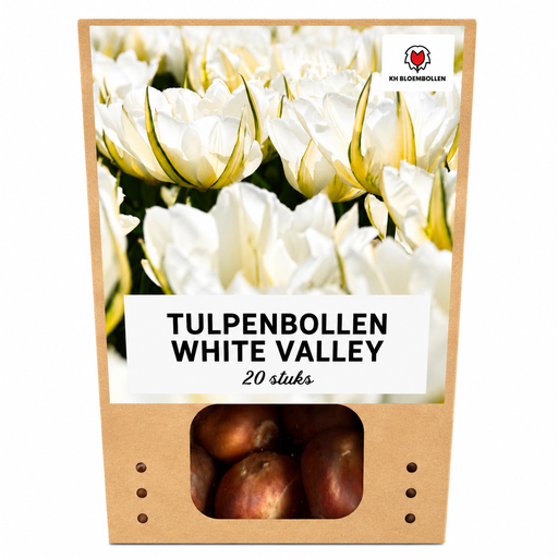 "Tulpenzwiebeln White Valley – 20 Stück | KH Bloembollen® | Weiße Tulpe – Frisch, Elegant & Zeitlos – Für Garten oder Topf – Größe 11/12 – Frisch vom Züchter image"