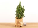 Mini-Weihnachtsbaum - Chamaecyparis - 25-30 cm hoch + Beleuchtung