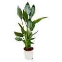 Strelitzia reginae - 100 cm - Ø21