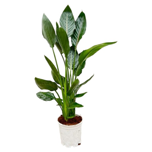"Strelitzia reginae - 100 cm - Ø21 image"