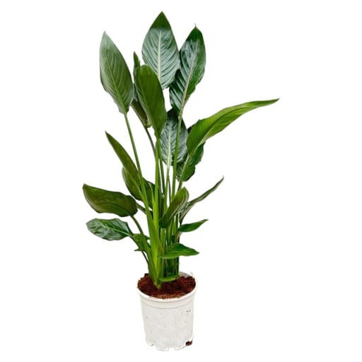 "Strelitzia reginae - 100 cm - Ø21 image"
