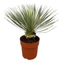 Yucca Rostrata on stem - 70 cm - Ø30