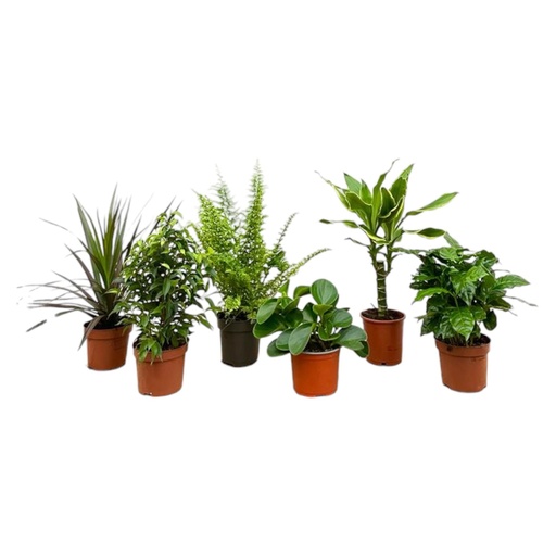 "Surprise box - 6 plants - 20-40 cm - Ø12 image"