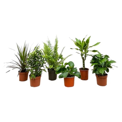 "Surprise box - 6 plants - 20-40 cm - Ø12 image"